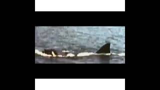 Jaws dark deleted scene [upl. by Hollenbeck215]