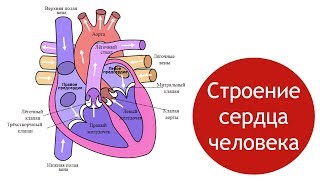 Строение сердца человека круги кровообращения [upl. by Abeu]