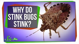 Why Do Stink Bugs Stink [upl. by Kenward]