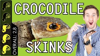 RedEyed Crocodile Skink The Best Pet Lizard [upl. by Anatniuq]