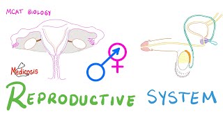 Grade 12 Life Sciences Human Reproduction Part 3 [upl. by Tavis]