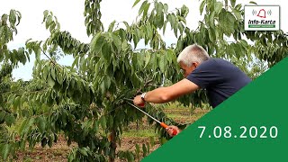 Zabiegi pozbiorcze i cięcie sadów czereśniowych  komunikat sadowniczy Agrosimex [upl. by Ojillek231]