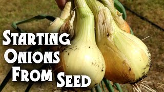 Starting Onion Seeds Tips amp Tricks [upl. by Akira]