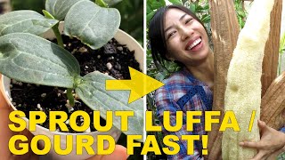 Tips To Speed Up Luffa  Gourd Seed Germination [upl. by Zirtaeb]