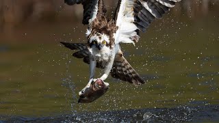 Osprey [upl. by Darn]