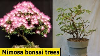 Beautiful Mimosa bonsai treesbonsai trees care beginnersHungBonSai123 [upl. by Eahsan]