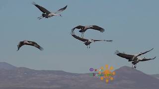 Sandhill Cranes With Sounds [upl. by Drarehs]