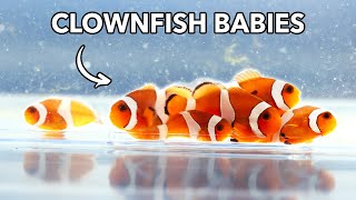 Breeding Our First Clownfish Babies  From Egg to Adult  Blue Reef Tank [upl. by Nyad602]