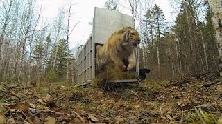 Incredibly Rare Siberian Tiger Release [upl. by Aradnahc]