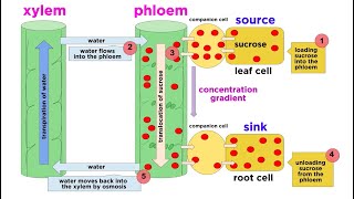 Types of Plant Tissues [upl. by Aihtekal]