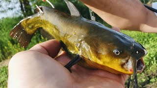 Flathead Catfishing with JUMBO LIVE Bullheads Big Fish [upl. by Norok]