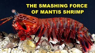 The Smashing Force of Mantis Shrimp [upl. by Rolyab]