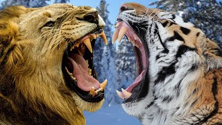 AFRICAN LION VS SIBERIAN TIGER  Which is Stronger [upl. by Barram]