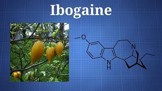 Ibogaine and Iboga What You Need To Know [upl. by Nairim]