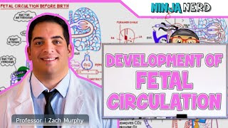 Embryology  Development of Fetal Circulation [upl. by Hylton]