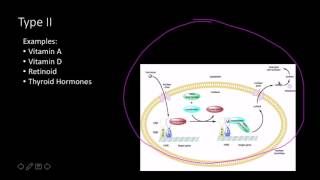 Steroid hormone receptors [upl. by Kile]