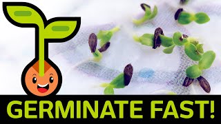 🌱 Fast amp Easy Seed Germination How to Start Seedlings from Paper Towel Method Container vs Baggie [upl. by Eenat]