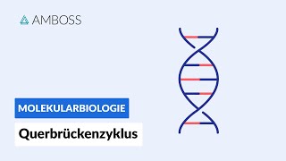 Querbrückenzyklus  Biochemie  Physiologie  AMBOSS Video [upl. by Ormand]