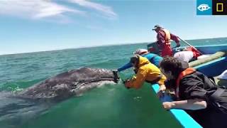 UpClose and Personal with Gray Whales  Baja California  Lindblad ExpeditionsNational Geographic [upl. by Carli]