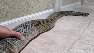 Guy Help Pet Anaconda Shed Skin [upl. by Anerhs]