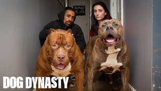 Kong The 150lb Pitbull Puppy Set To Outgrow Hulk  DOG DYNASTY [upl. by Carmelle]