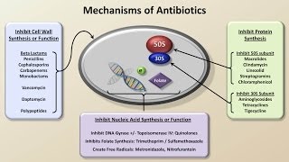 Mechanisms and Classification of Antibiotics Antibiotics  Lecture 3 [upl. by Acirea]