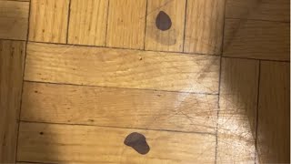 How To Remove Hair Dye From Wooden Floor [upl. by Asihtal429]