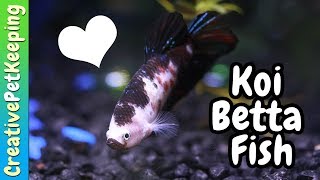 How to Condition Betta Fish for BreedingSpawning [upl. by Novoj]