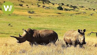 Das Nashorn  Die Jagd nach dem wertvollen Horn Tierdokumentation in HD [upl. by Ziguard]