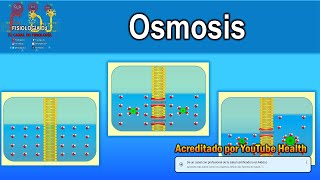 ÓSMOSIS  Ósmosis fisiología  Ósmosis celular  Ósmosis animación [upl. by Letney790]