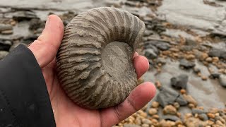 Looking for fossils at Lyme Regis [upl. by Ldnek888]