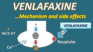 Venlafaxine  Mechanism and side effects [upl. by Nowtna316]