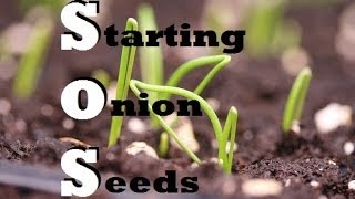 How to Start Onions Indoors  Growing from seed [upl. by Walden]