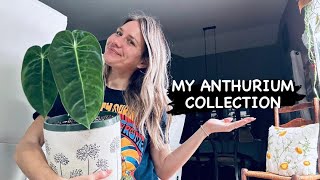 My Anthurium Collection [upl. by Corley169]