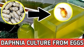 HOW TO HATCH DAPHNIA EGGS  HOW TO CULTURE DAPHNIA [upl. by Finbur726]