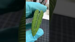 Making my new ANTHURIUM VEITCHII miniature plant cane pattern from oven hardening polymer clay diy [upl. by Rinee164]