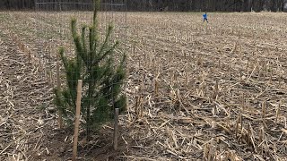 Habitat Series Episode 4 How to plant pine trees [upl. by Alicec]