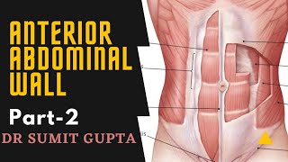 ANTERIOR ABDOMINAL WALL Part2 [upl. by Sirred]