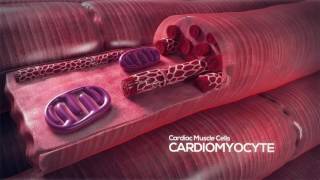 How the Heart Works Video Cardiomyocyte [upl. by Yruoc]