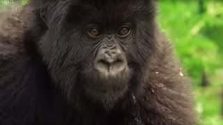 Meet This Family of Mountain Gorillas  Cousins  BBC Earth [upl. by Ahseyd]