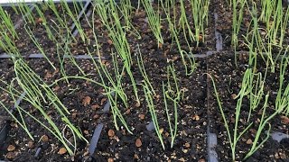 How to start bunching onion seeds [upl. by Adnarym856]