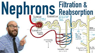 Nephrons  Filtration and Reabsorption Basics [upl. by Newel]