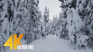 Walking in a Snow Forest №3  Winter Forest Scenery 4K  Squak Mountain Fireplace Trail WA  2 HRS [upl. by Irtimed]