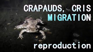 CRI du CRAPAUD et REPRODUCTION [upl. by Aztiray590]