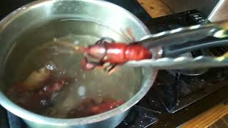 How to cook yabbies [upl. by Ydnih]