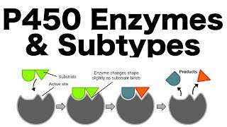 P450 Enzyme System Inducers Inhibitors amp Subtypes [upl. by Lara]