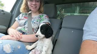 New English Setter Puppy [upl. by Ynelram]