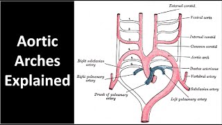 Aortic Arches Explained [upl. by Bysshe]