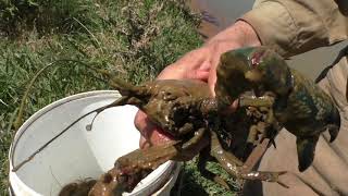 Catch a HEAP of YABBIES Ep34 Yabby Hunting [upl. by Alderson]