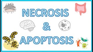 Cell Death  Necrosis amp Apoptosis  Types Morphology Causes Mechanism amp Clinical Significance [upl. by Margarida]